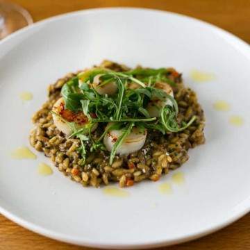 Risotto on a white plate topped with scallops and arugula