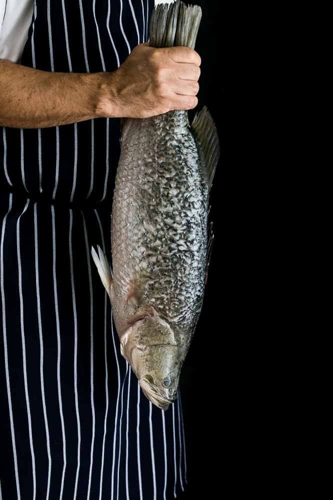 Whole Barramundi 