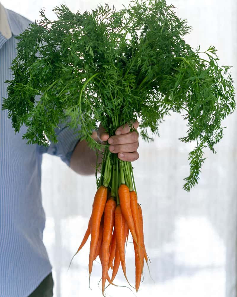 Handheld bunch of fresh baby carrots with greens attached