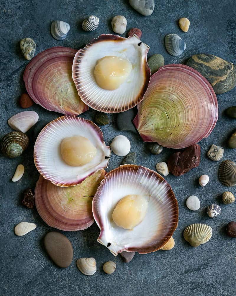 Freshly shucked scallops in their shells