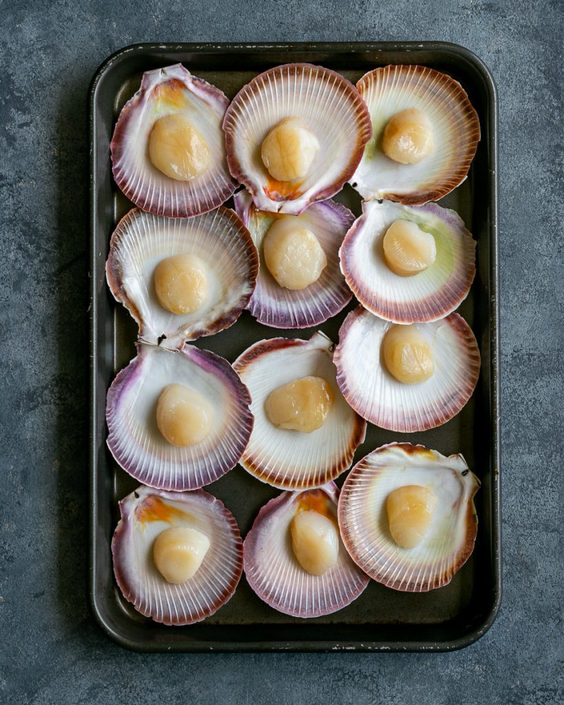Fresh scallops in their shells on a baking tray